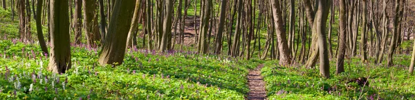 Panorama of the spring forest.