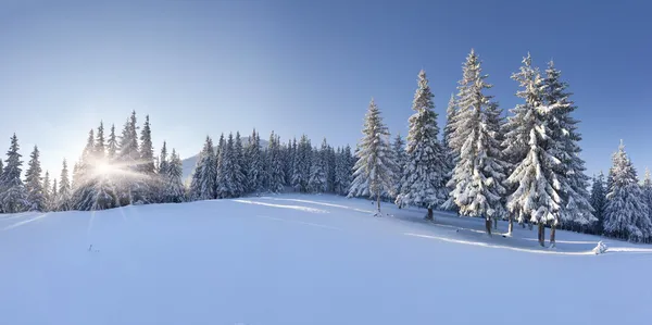 Winter morning in the mountains