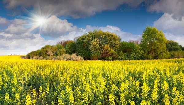 Colorful blossom field of colza