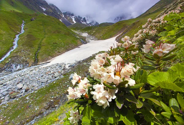 Alpine meadows in the Caucasus mountains