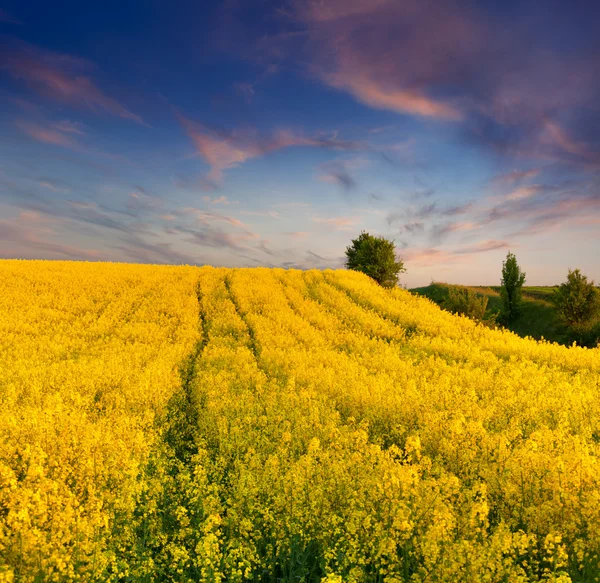 Summer field of yellow flowers.