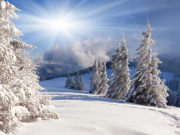 Winter landscape with snow covered trees.