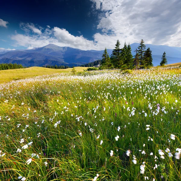 Summer in mountains with a feather gras