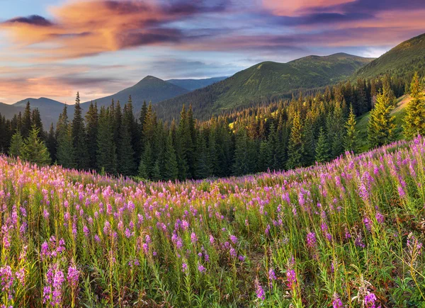 Mountains with pink flowers.