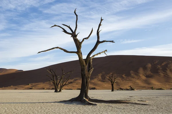 Dry tree in desert