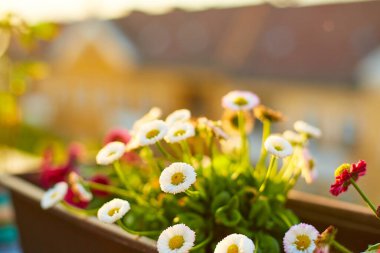 Verandadaki ön bahçe. Saksıda çiçekler ve arka planda bir şehir..