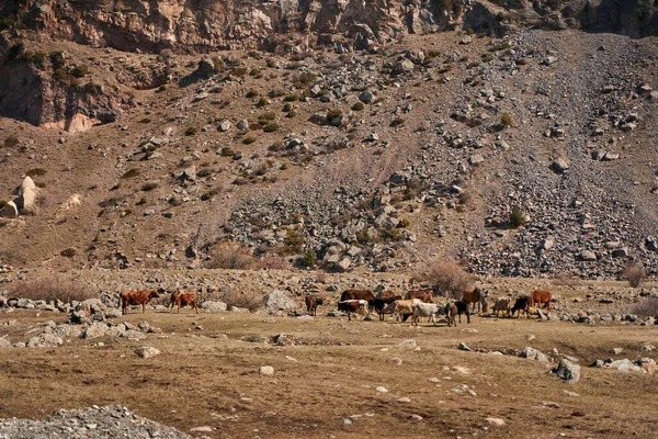 格鲁吉亚山区的奶牛 动物在路上吃草 背景中令人难以置信的山景 — 图库照片