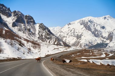Georgia dağlarındaki inekler. Hayvanlar yol boyunca otlar. Arka planda inanılmaz bir dağ manzarası.