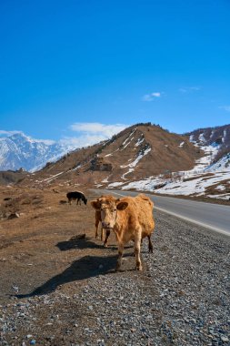 Georgia dağlarındaki inekler. Hayvanlar yol boyunca otlar. Arka planda inanılmaz bir dağ manzarası.