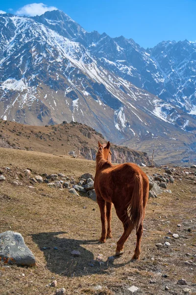Koń Bez Drużyny Spaceruje Łące Podnóża Ośnieżonych Gór Wczesną Wiosną — Zdjęcie stockowe