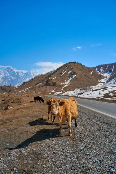Kühe Den Bergen Georgiens Tiere Grasen Entlang Der Straße Unglaubliche — Stockfoto