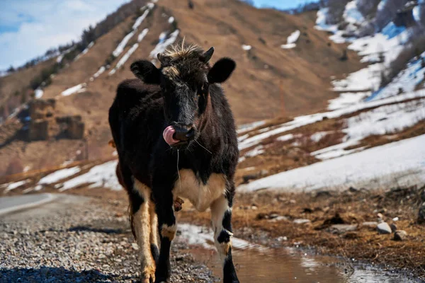 Krowy Górach Gruzji Zwierzęta Pasą Się Wzdłuż Drogi Niesamowity Krajobraz — Zdjęcie stockowe