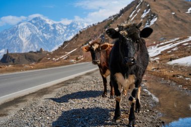 Georgia dağlarındaki inekler. Hayvanlar yol boyunca otlar. Arka planda inanılmaz bir dağ manzarası.