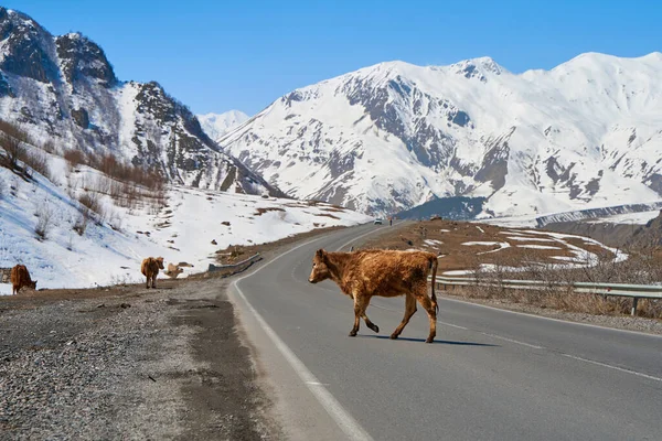 Georgia dağlarındaki inekler. Hayvanlar yol boyunca otlar. Arka planda inanılmaz bir dağ manzarası.