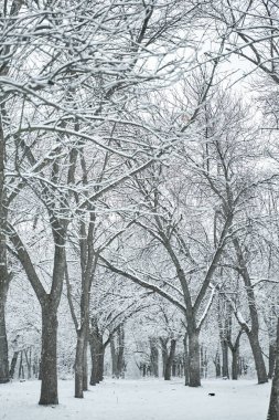 Kar, kış orman manzarasını kapladı. Kış Masalı.
