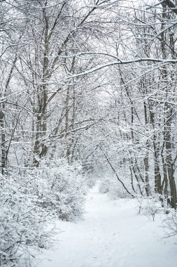 Kar, kış orman manzarasını kapladı. Kış Masalı.