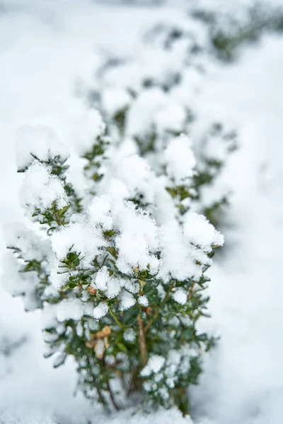 Arbusto Coberto Neve Parque Cidade Inverno Inverno Beleza Temporada — Fotografia de Stock