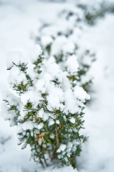 冬の都市公園で雪に覆われた茂み 冬の美しさ — ストック写真