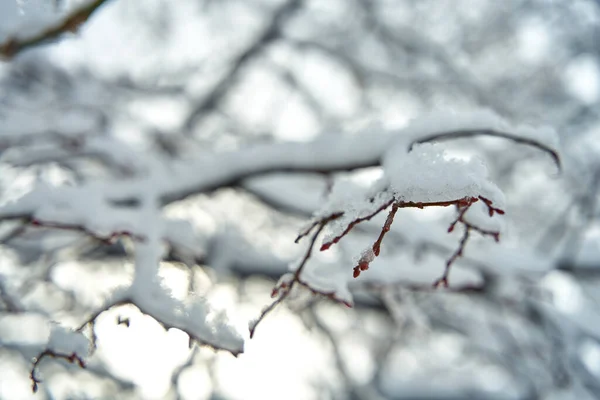 Χιονισμένο Κλαδί Δέντρων Στο Χειμερινό Δάσος — Φωτογραφία Αρχείου