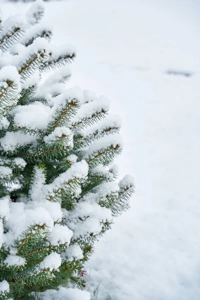 Χιόνι Καλύπτονται Πράσινο Έλατο Στο Πάρκο Της Πόλης Χειμώνα — Φωτογραφία Αρχείου