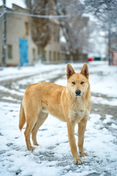 Karlı Bir Sokakta Başıboş Bir Köpeğin Portresi Serseri Hayvanlar Için — Stok fotoğraf