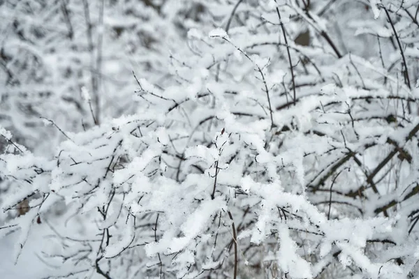 冬の森の雪に覆われた木の枝 — ストック写真