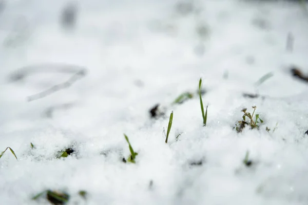 小さな草の茎は雪の層の下からフィールドにその方法を行います — ストック写真