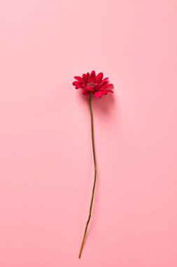Pembe arka planda kırmızı bir kasımpatı çiçeği.