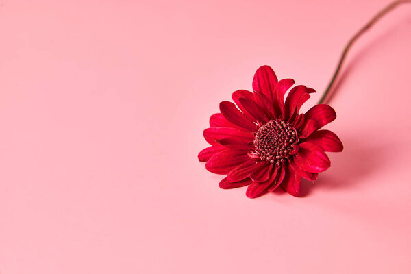 A Red chrysanthemum flower on pink background.