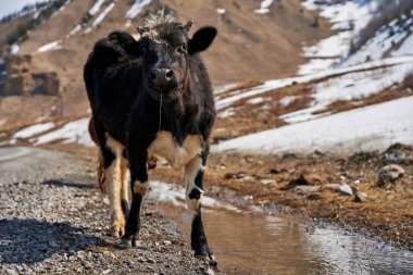 Georgia dağlarındaki inekler. Hayvanlar yol boyunca otlar. Arka planda inanılmaz bir dağ manzarası.