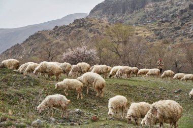 Bir koyun sürüsü dağlardaki bir çayırda otluyor. Tiflis, Gürcistan - 03.16.2021
