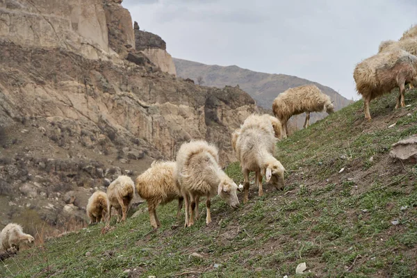 Stado Owiec Wypasa Się Łące Górach — Zdjęcie stockowe