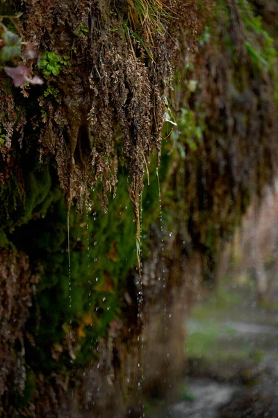 Wasser Fließt Einen Mit Einer Pflanze Bewachsenen Felsen Hinunter — Stockfoto