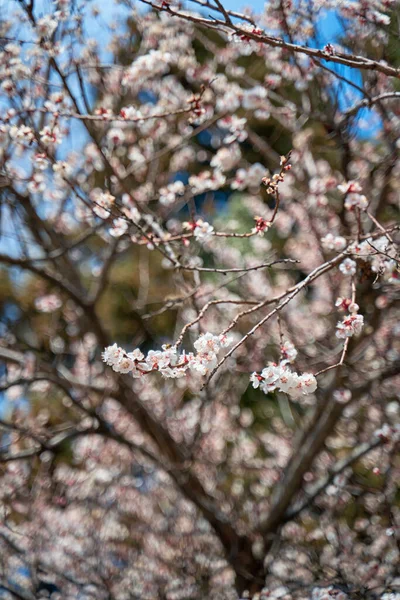 早春に白い花を咲かせるアプリコットの木 — ストック写真