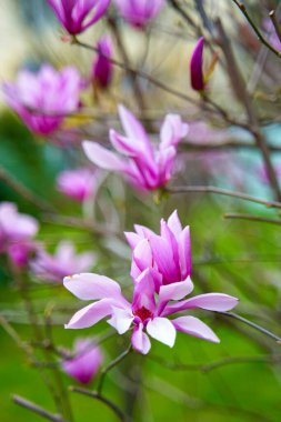 Parkta çiçek açan manolya çiçekleri.