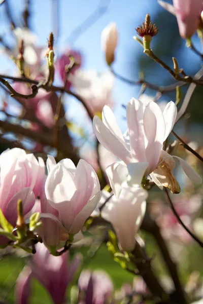 Kvetoucí Růžové Květy Mongolska Parku — Stock fotografie