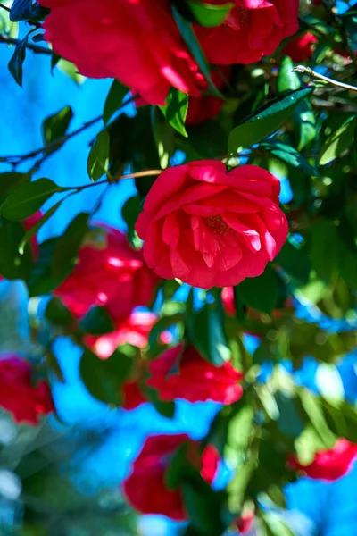 Kvetoucí Červené Růže Květiny Městském Parku — Stock fotografie