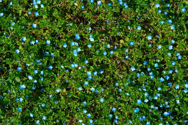 Vista Arriba Hacia Abajo Prado Verde Con Flores Azules Colores —  Fotos de Stock