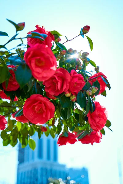 Blühende Rote Rosenblüten Stadtpark — Stockfoto