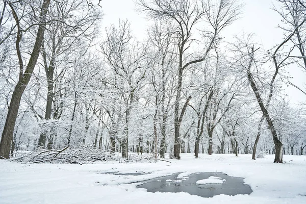 Белый Снег Покрыл Зимний Городской Парк Замерзшей Лужей Посреди Дороги — стоковое фото