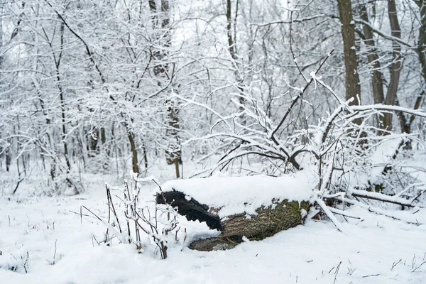 Снег Покрыл Пейзаж Зимнего Леса Старое Упавшее Бревно Покрытое Свежим — стоковое фото