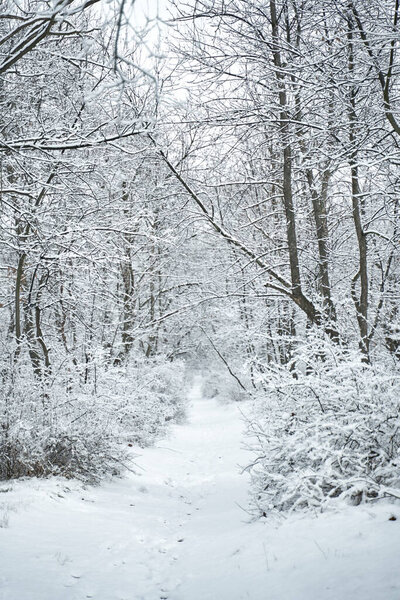 Snow covered winter forest scenery. Winter fairytale.