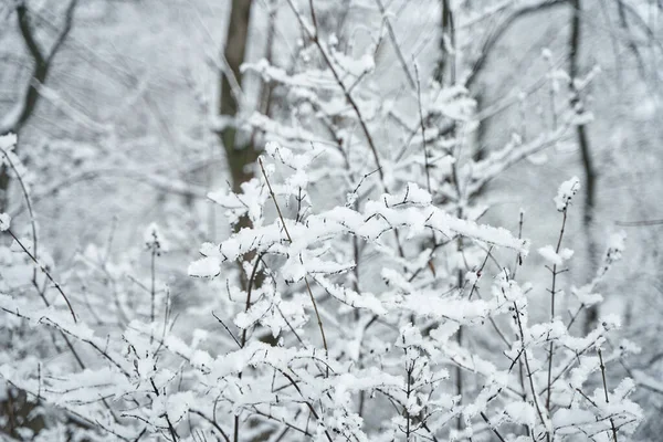 冬の森の雪に覆われた木の枝 — ストック写真