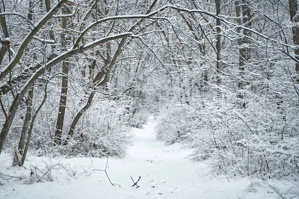 Снег Покрыл Пейзаж Зимнего Леса Зимняя Сказка — стоковое фото