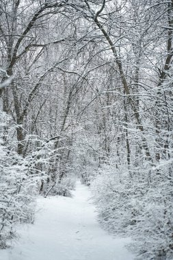 Kar, kış orman manzarasını kapladı. Kış Masalı.