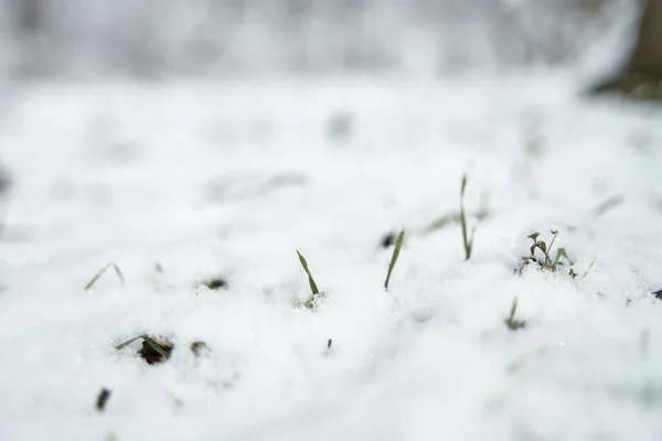 小さな草の茎は雪の層の下からフィールドにその方法を行います — ストック写真