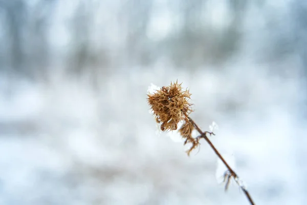 Ramo Seco Com Flor Coberta Neve Campo Inverno Estação Inverno — Fotografia de Stock