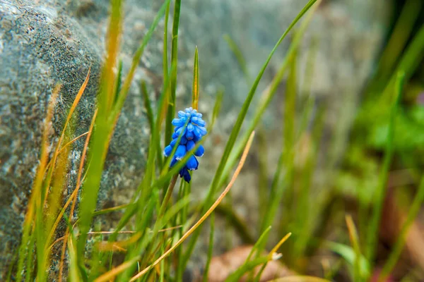 Flores Azules Silvestres Que Crecen Las Montañas —  Fotos de Stock