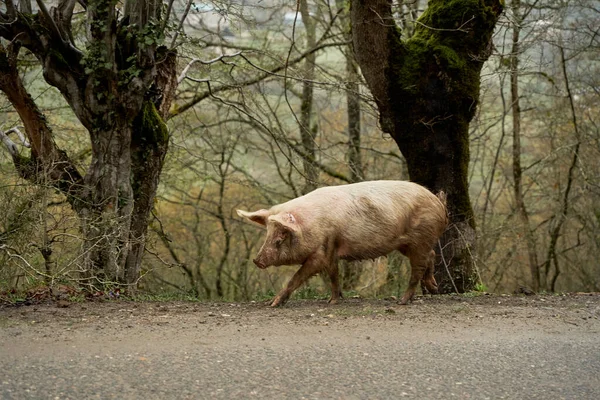 Świnka Domowa Idzie Samotnie Wzdłuż Drogi — Zdjęcie stockowe