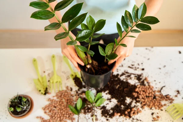 Kız saksıya sığmayacak kadar büyüdüğü için ev çiçeğini nakledecek..